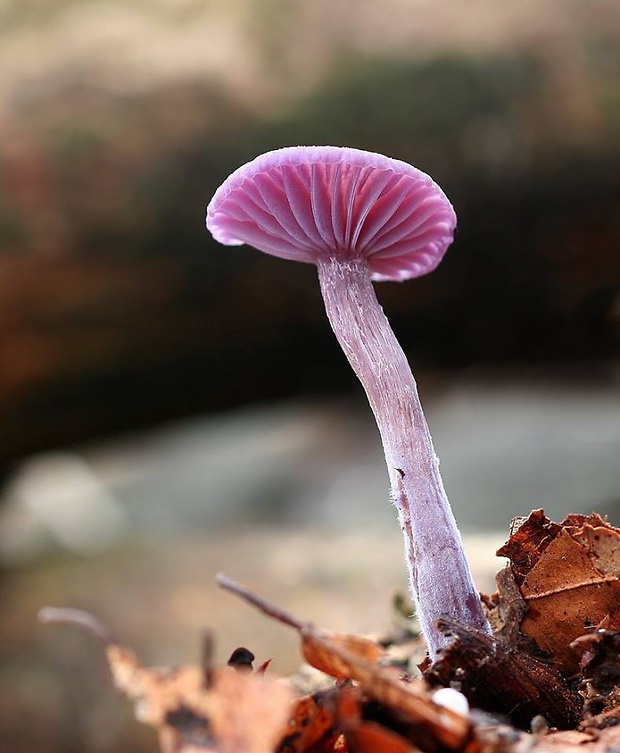 lakovka ametystová Laccaria amethystina (Huds.) Cooke