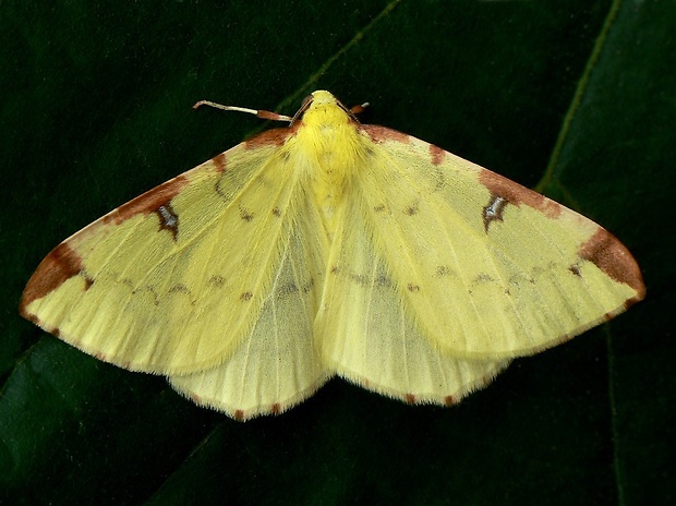 listnatka hlohová (sk) / zejkovec hlohový (cz) Opisthograptis luteolata Linnaeus, 1758