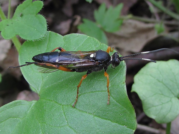 Diphyus quadripunctorius