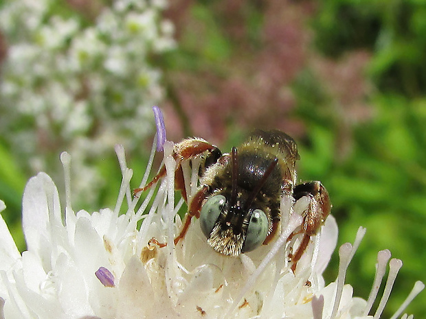 Epeoloides coecutiens