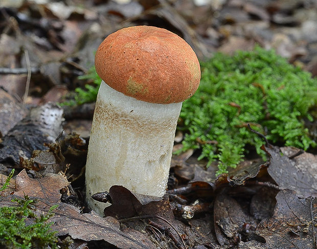 kozák osikový Leccinum albostipitatum den Bakker & Noordel.