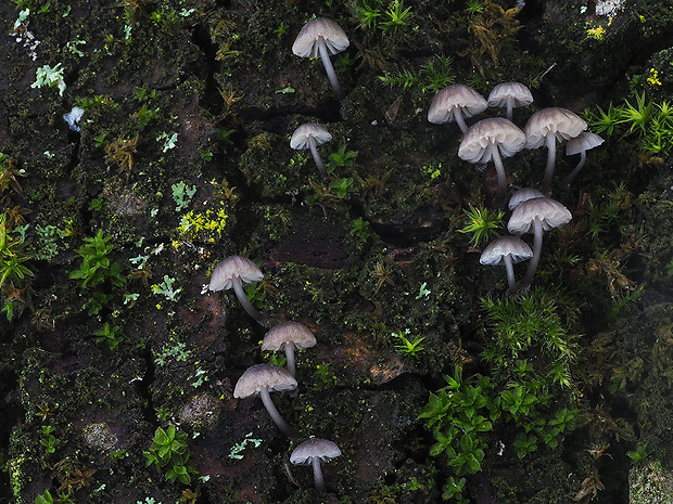 prilbička modrosivá Mycena pseudocorticola Kühner