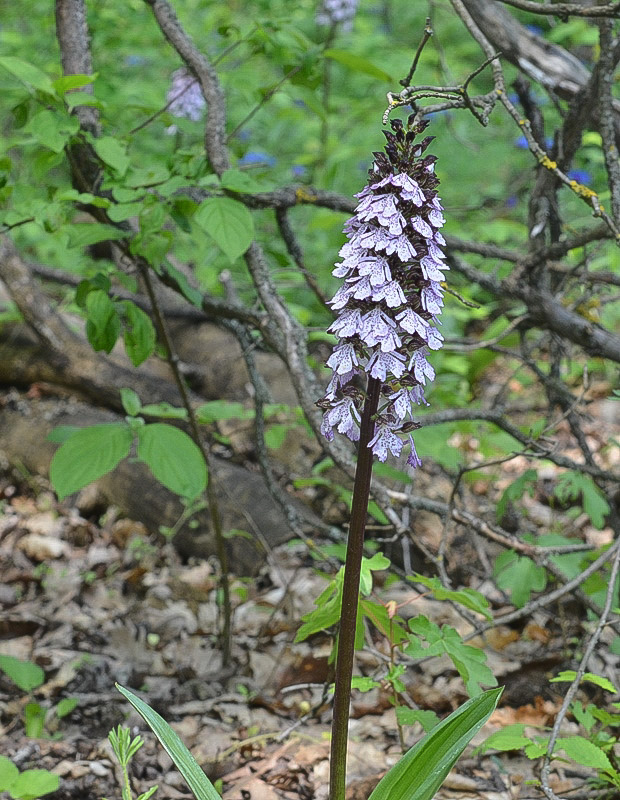 vstavač purpurový Orchis purpurea Huds.