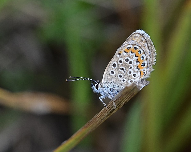 modráčik Plebejus Sp.