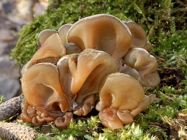 uchovka pásikavá Auricularia mesenterica (Dicks.) Pers.