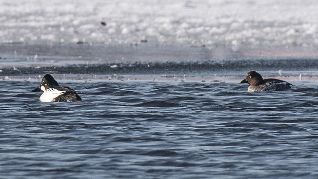 hlaholka severská  Bucephala clangula