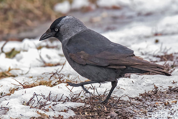 kavka tmavá  Corvus monedula