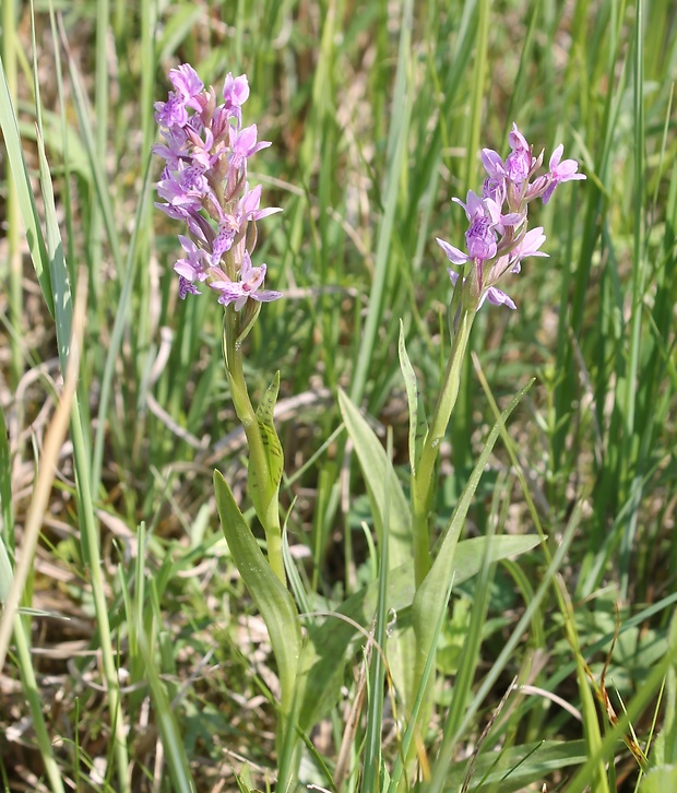 vstavačovec strmolistý pravý Dactylorhiza incarnata subsp. incarnata (L.) Soó