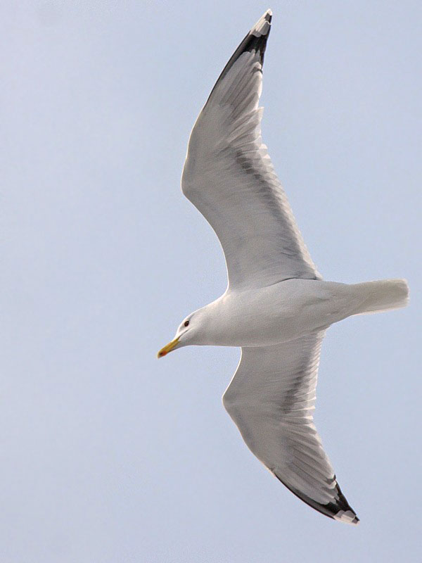 čajka bielohlavá  Larus cachinnans