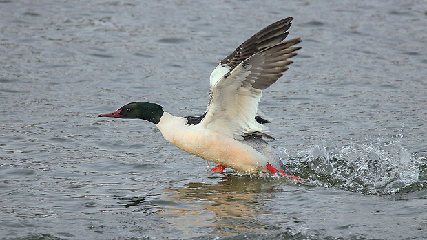 potápač veľký  Mergus merganser