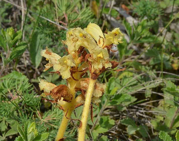 záraza biela Orobanche alba Willd.