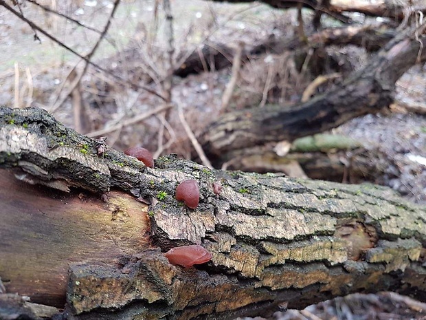 uchovec bazový Auricularia auricula-judae (Bull.) Quél.