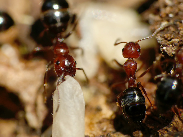 mravenec Camponotus cf. lateralis