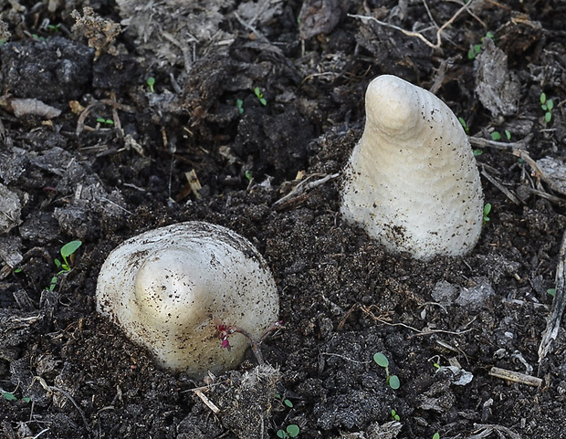 strieška bedľovitá Chlorophyllum agaricoides (Czern.) Vellinga