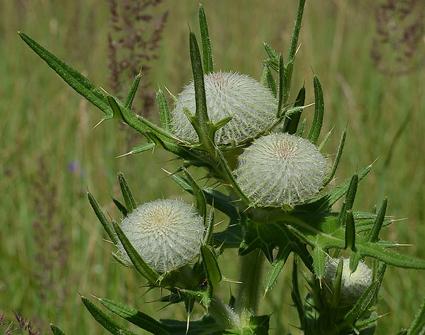 pichliač bielohlavý Cirsium eriophorum (L.) Scop.