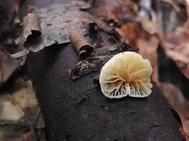 pahliva Crepidotus sp.