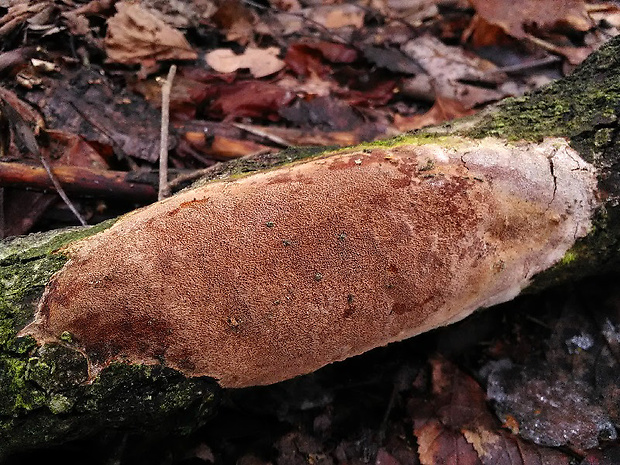 ohňovec bodkovaný Fomitiporia punctata (Fr.) Murrill