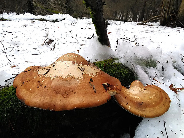 brezovník obyčajný Fomitopsis betulina (Bull.) B.K. Cui, M.L. Han & Y.C. Dai