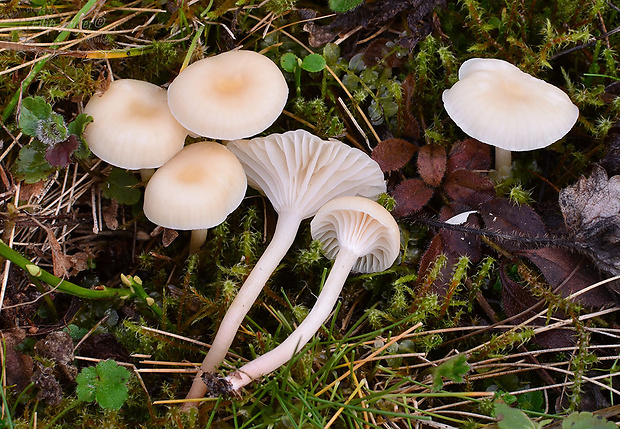 lúčnica juchtová Hygrocybe russocoriacea (Berk. & T.K. Mill.) P.D. Orton & Watling