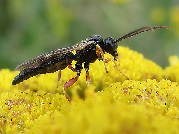 lumek Itoplectis viduata