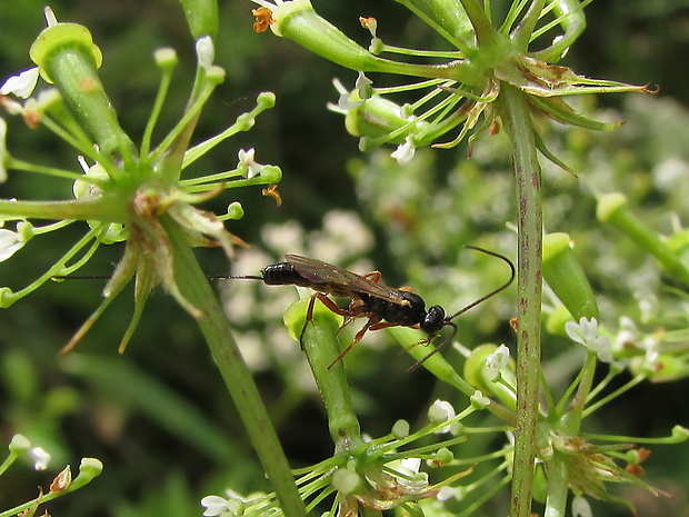 lumek Lissonota sp.