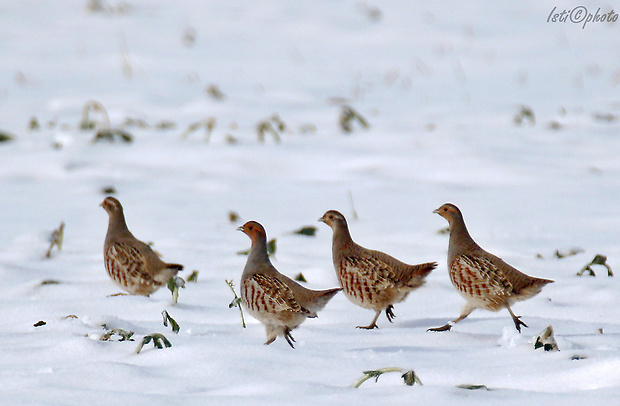 jarabica poľná Perdix perdix