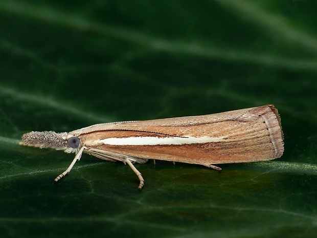 trávovec jačmeňový (sk) / travařík (cz) Agriphila selasella Hübner, 1813