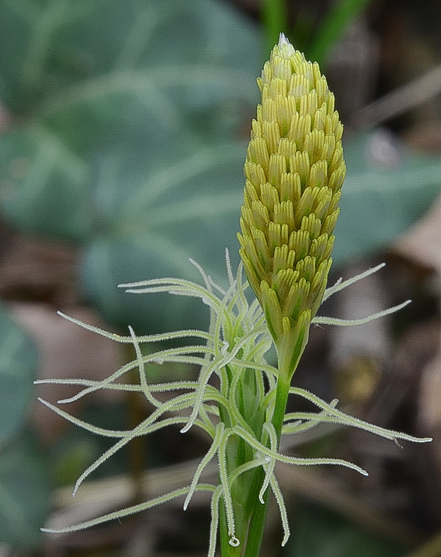 ostrica Carex sp.