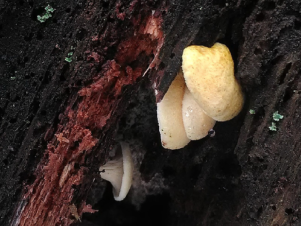 líška oranžová Hygrophoropsis aurantiaca (Wulfen) Maire