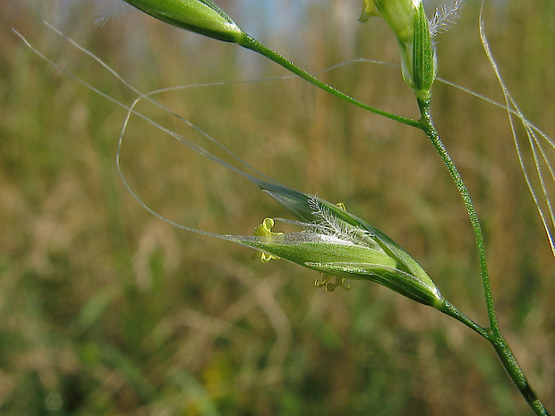 kostrava obrovská Festuca gigantea  (L.) Vill.