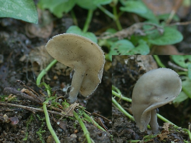 chriapač brvitý Helvella macropus (Pers.) P. Karst.