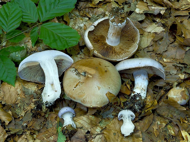 pavučinovec mäsitý Cortinarius largus Fr.