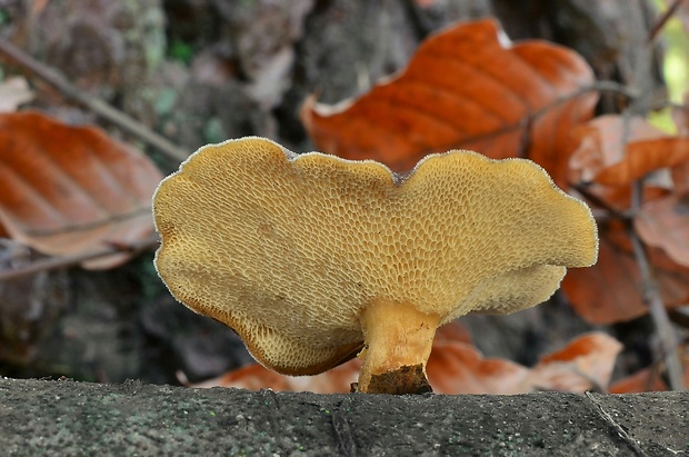 trúdnik zimný Lentinus brumalis (Pers.) Zmitr.