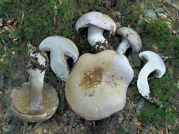 pavučinovec mäsitý Cortinarius largus Fr.