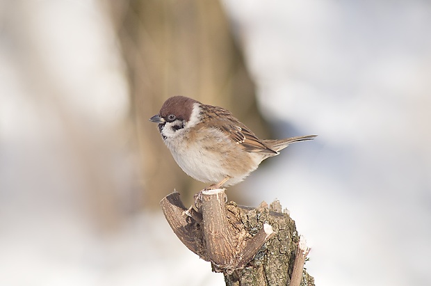 vrabec poľný Passer montanus