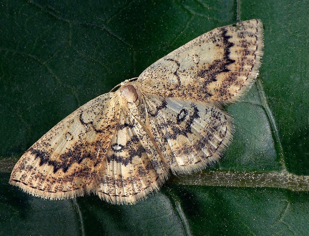 piadica javorová (sk) / očkovec javorový (cz) Cyclophora annularia Fabricius, 1775