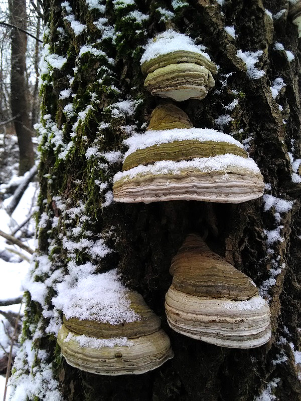 práchnovec kopytovitý Fomes fomentarius (L.) J.J. Kickx