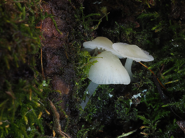 prilbička žltkastá Mycena cf. olida Bres.