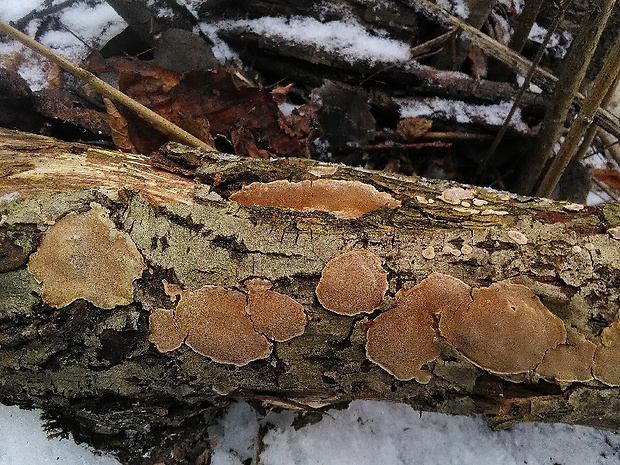 ohňovec Phellinus sp.