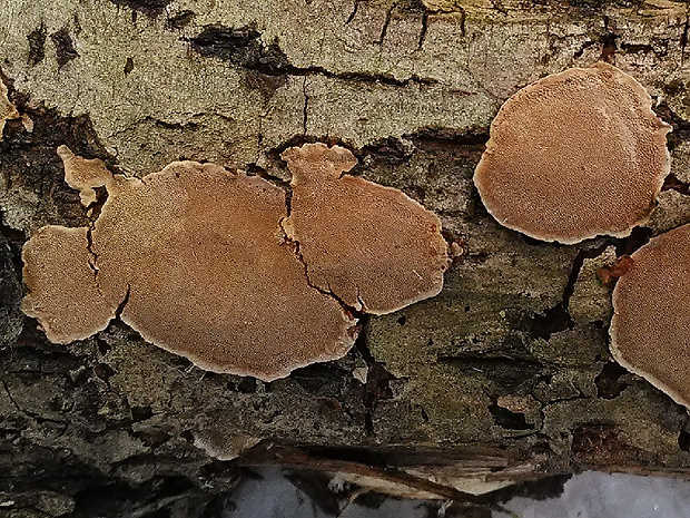 ohňovec Phellinus sp.