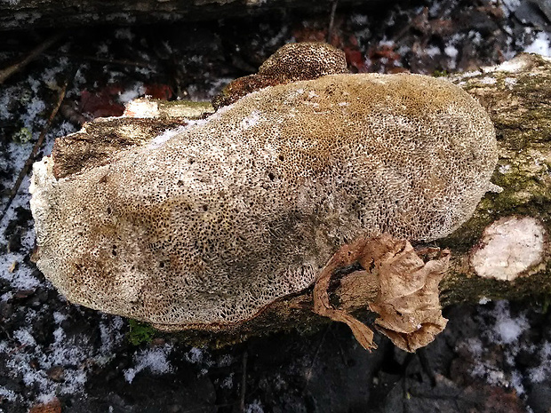 trúdnikovec srstnatý Trametes trogii Berk.