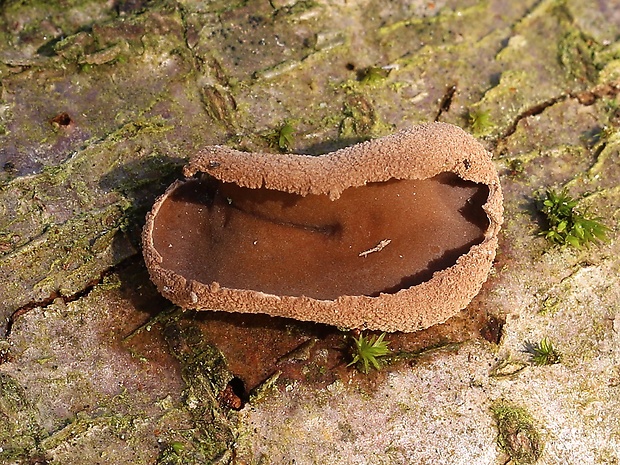 dutinovka otrubnatá Encoelia furfuracea (Roth) P. Karst.