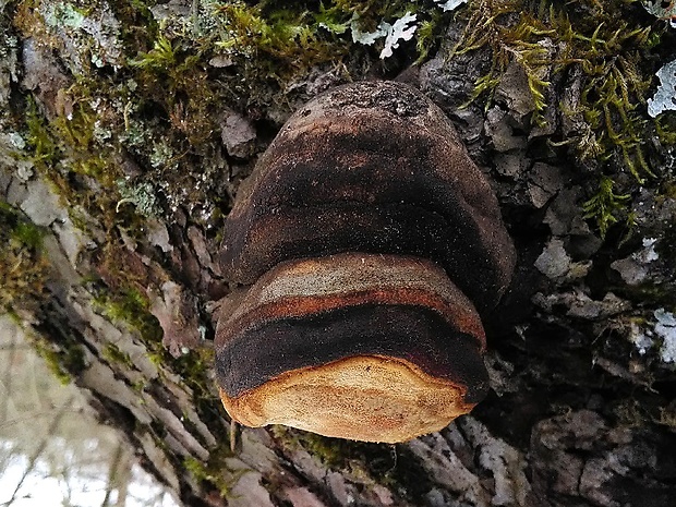 ohňovec slivkový Phellinus pomaceus (Pers.) Maire