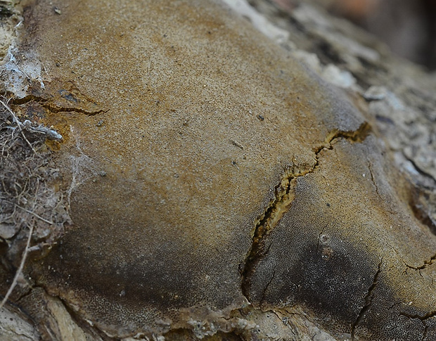 ohňovec teplomilný Phellinus pseudopunctatus A. David, Dequatre & Fiasson