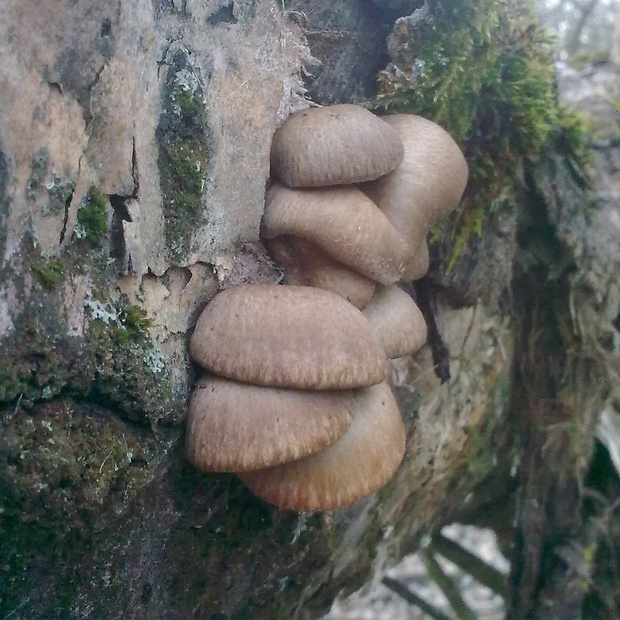 hliva ustricovitá Pleurotus ostreatus (Jacq.) P. Kumm.