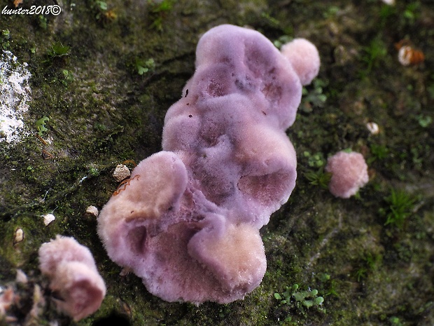 pevníkovec purpurový Chondrostereum purpureum (Pers.) Pouzar