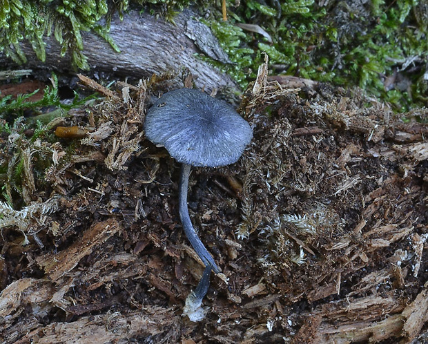 hodvábnica Entoloma lepidissimum (Svrček) Noordel.