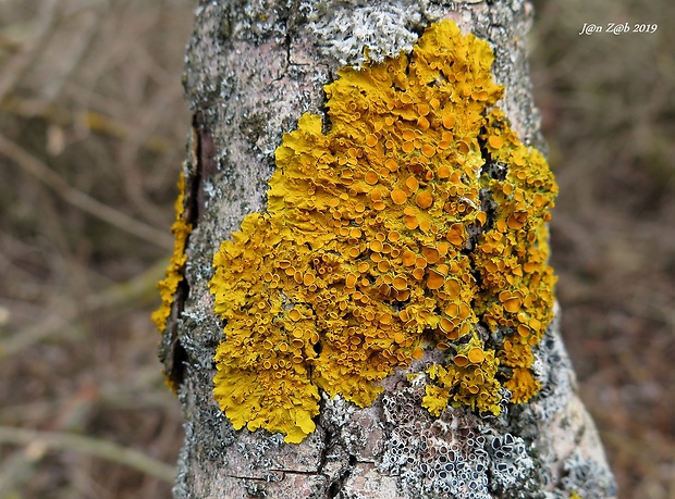 diskovník múrový Xanthoria parietina var. parietina (L.) Th. Fr.