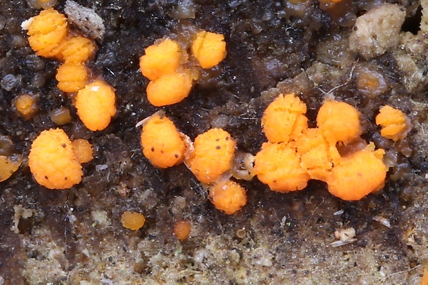 slzovec Dacrymyces sp.