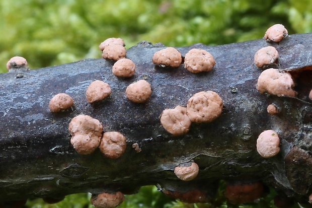 hlivka červená Nectria cinnabarina (Tode) Fr.